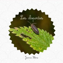 Les cloportes en images.
