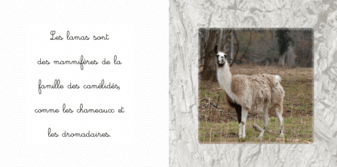 Exemple intérieur le lama docu jeunesse